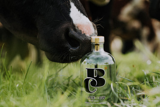 Black Cow available in even more M&S stores